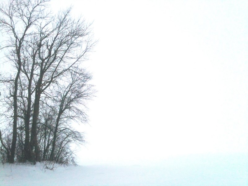 Trees surrounded by snow